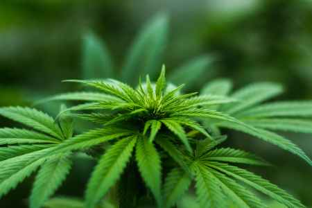 Kan bruk av cannabis føre til tap av førerkortet?
